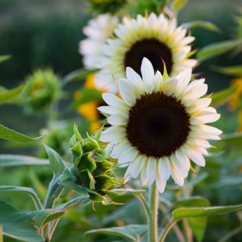 White sunflowers