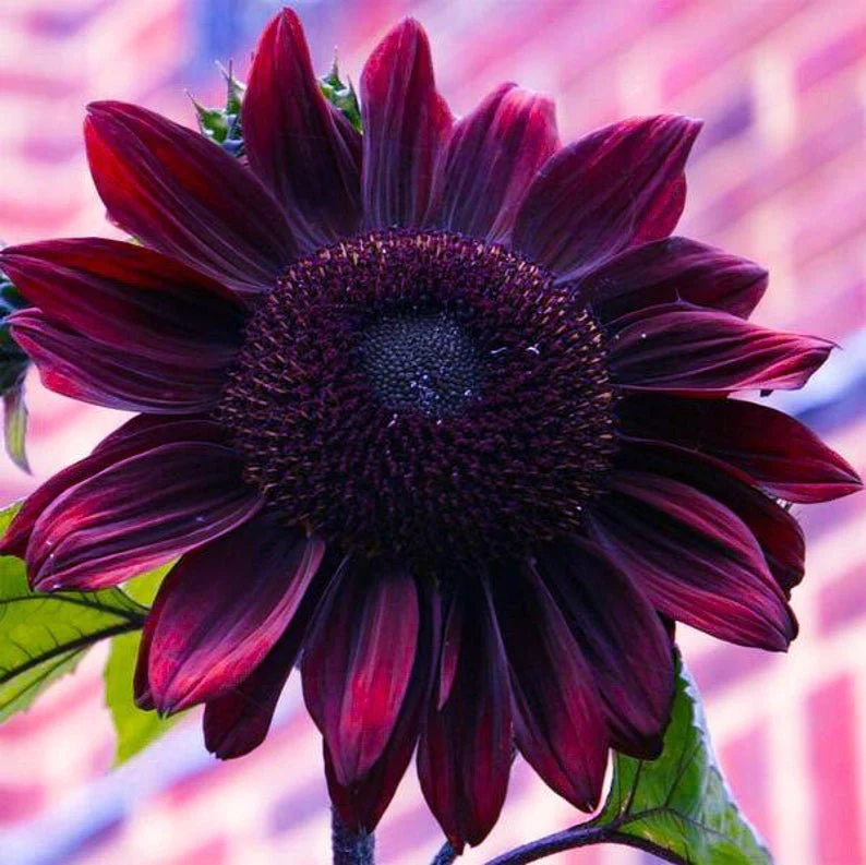 Purple sunflowers