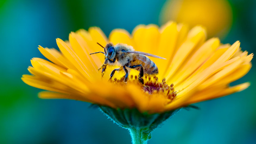 Pollinators and flowers