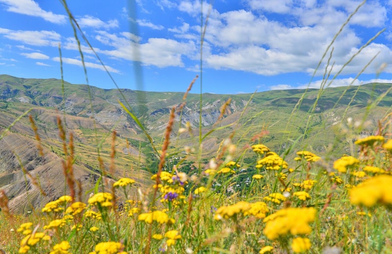Armenian flowers