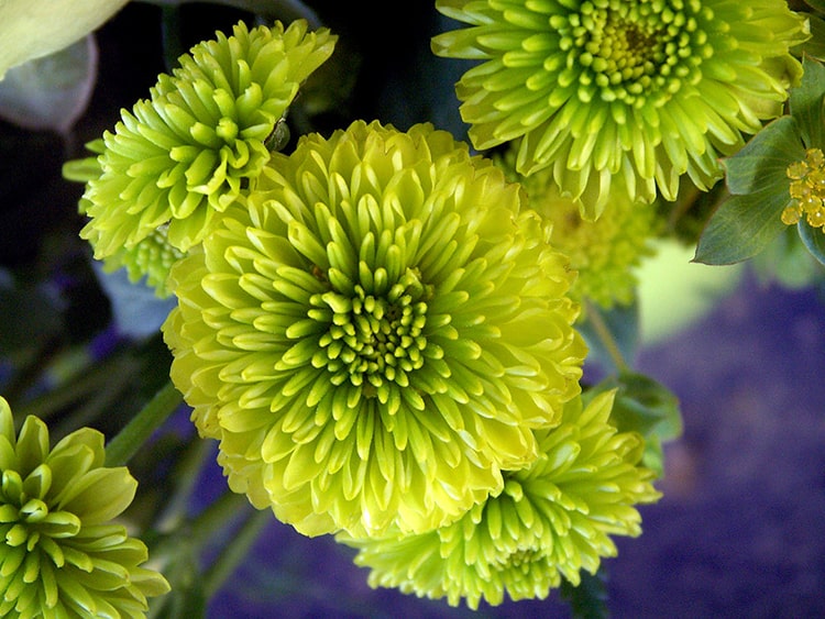 Green chrysanthemum