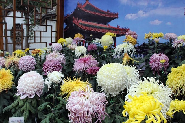Chrysanthemums in China